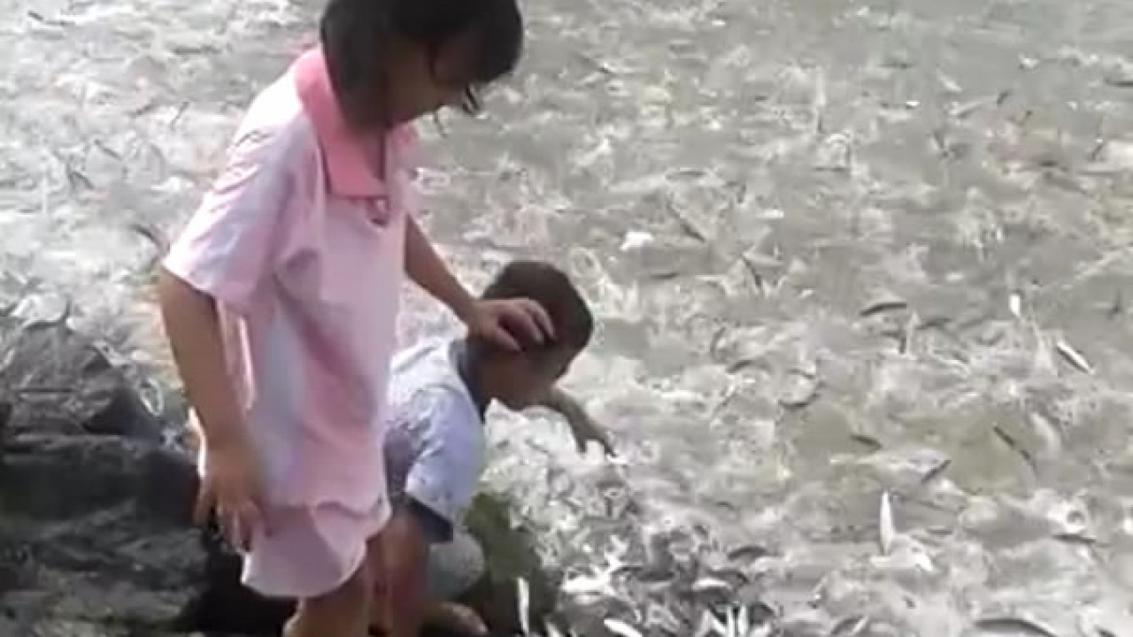 Video Subhanallah Ribuan Ikan Melompat Naik Ke Darat Pertanda Tsunami Syahida Com